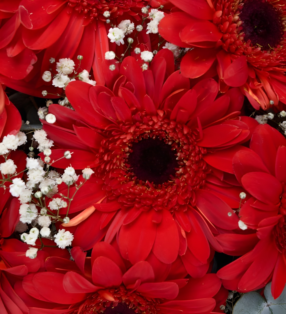 Kırmızı Gerbera Çiçek Buketi Kırmızı Gerbera Çiçek Buketi
