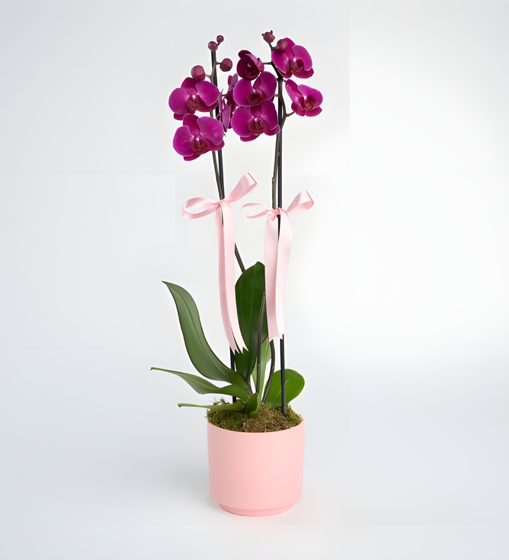 Pembe Beton Saksıda Çiftli Mor Orkide Pembe Beton Saksıda Çiftli Mor Orkide